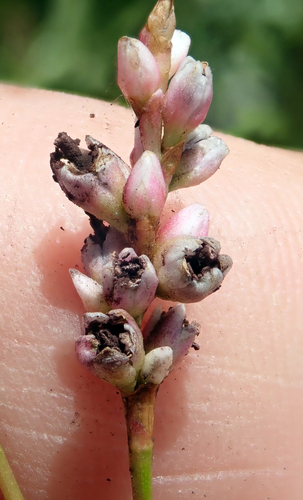 Polygonaceae observed 2025-12-19