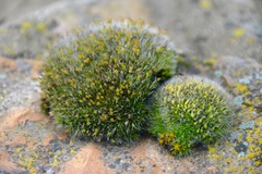 Coscinodon calyptratus