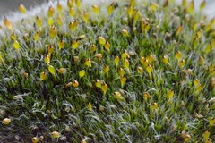 Coscinodon calyptratus