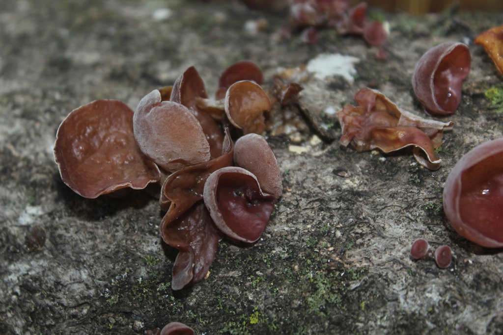 Auricularia · December 2025 · photo: © worldbird (iNaturalist, cc-by)