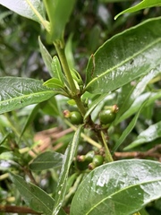 Tricalysia capensis transvaalensis
