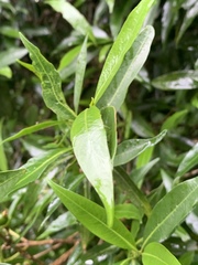 Tricalysia capensis transvaalensis