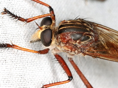 Colepia rufiventris