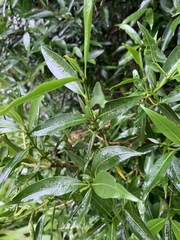 Tricalysia capensis transvaalensis