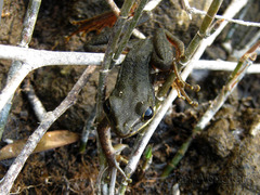 Chalcorana chalconota