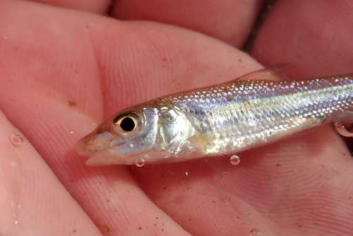 Barbel Steed