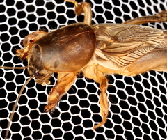 Gryllotalpa monanka