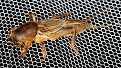 Gryllotalpa monanka