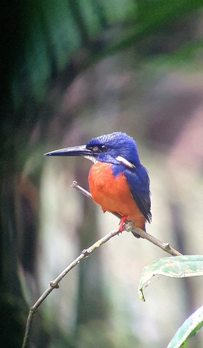 Shining-blue Kingfisher (Alcedo quadribrachys), photo 5
