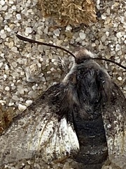 Euproserpinus phaeton