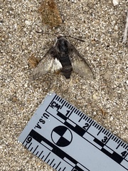 Euproserpinus phaeton