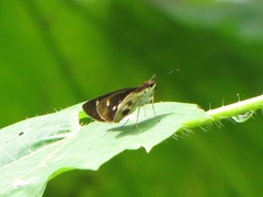 Vettius onaca