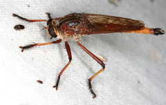 Colepia rufiventris