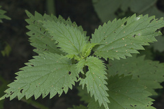 Urtica platyphylla