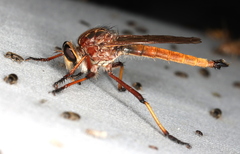 Colepia rufiventris
