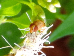 Copestylum sexmaculatum