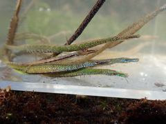 Barbed Pipefish photo 1