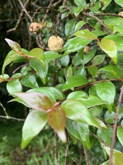 Cephalanthus natalensis