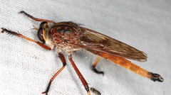 Colepia rufiventris