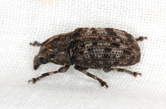 Taburnus neglectus