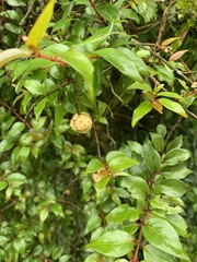 Cephalanthus natalensis