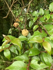Cephalanthus natalensis