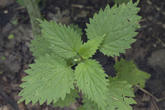 Urtica platyphylla