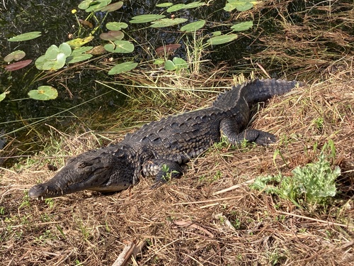 American Crocodile