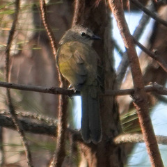 Pycnonotus flavescens