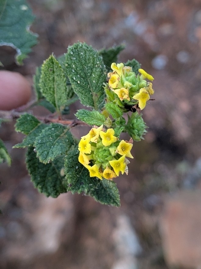 Aloysia barbata