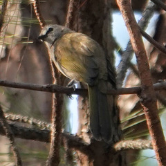 Pycnonotus flavescens