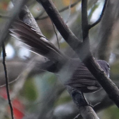 Rhipidura albicollis