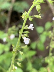 Endostemon obtusifolius