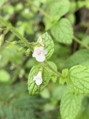 Endostemon obtusifolius