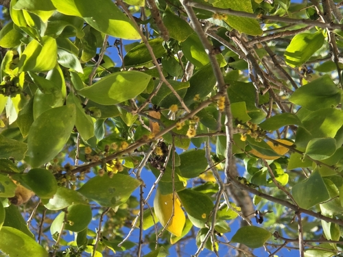 Acacia simplex, photograph 4