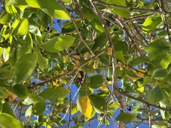 Acacia simplex, photograph (c) WATANABE Hitoshi 渡辺仁, some rights reserved (CC BY)