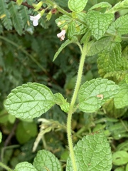 Endostemon obtusifolius