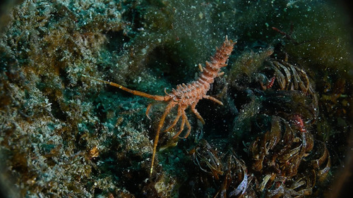 Rectarcturus tuberculatus