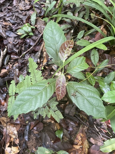 Conceveiba guianensis, 2025-12-18