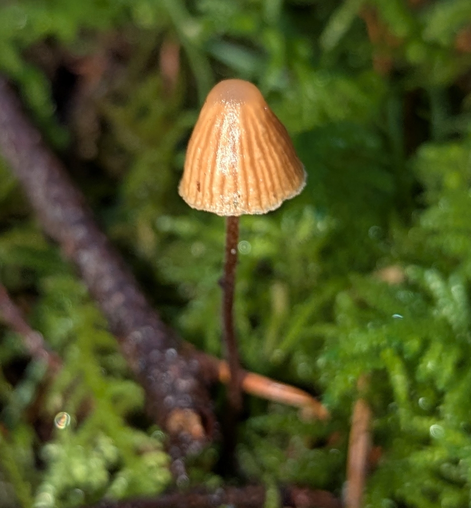 Galerina sp. 'vittiformis-PNW10'