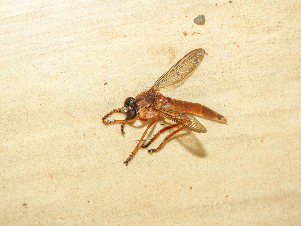 Diogmites castaneus