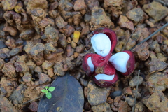 Tetragastris altissima