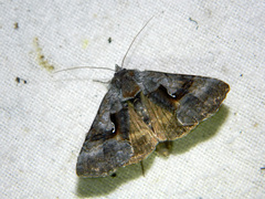 Syngrapha epigaea