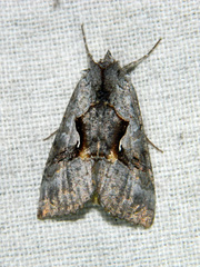 Syngrapha epigaea