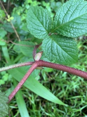 Cyphostemma anatomicum