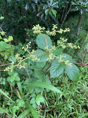 Cyphostemma anatomicum