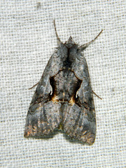 Syngrapha epigaea