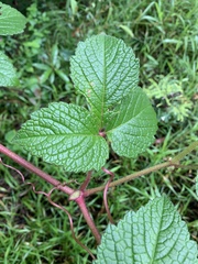 Cyphostemma anatomicum