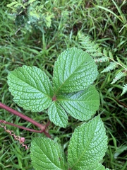 Cyphostemma anatomicum