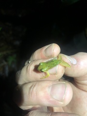 Pristimantis petersi